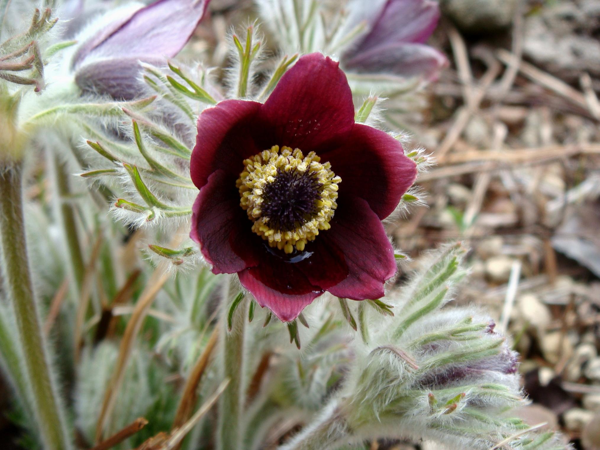 Pulsatilla und andere Anemonen Seite 16